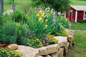 Purple perennial flowers with delicate petals and green foliage