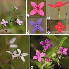 Image result for Kohautia cynanchica