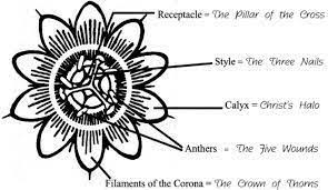 Image Result For Passion Flower Meaning Flower Meanings Flower Drawing Crown Of Thorns