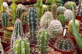 Cacti grow in a hot climate, where there is never winter. Cactus Succulent Care Tlc Garden Centers