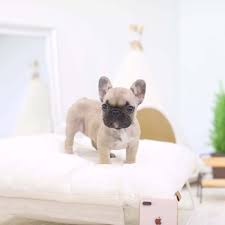 Blue french bulldog puppies, the rare and beautiful merle french bulldog puppies, white french bulldog puppies, and teenie tiny miniature french bulldog puppies.the french bulldog, however, is in high demand and is typically reserved. 77 Teacup French Bulldog Puppies Price L2sanpiero