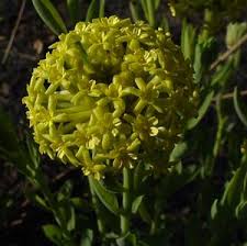 Image result for Gnidia