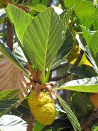 Image result for Artocarpus