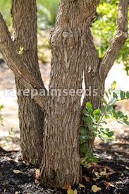 Image result for Indigofera secundiflora
