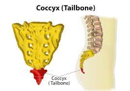 Coccyges or coccyxes), commonly referred to as the tailbone, is the final segment of the vertebral column in all apes, and analogous structures in certain other mammals such as horses. Role Of The Tailbone Coccyx In Resurrection Orland Park Prayer Center Home Page