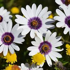 Image result for Dimorphotheca