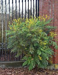 Image result for Delosperma mahonii