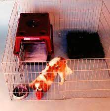 Many pups are nine or ten weeks old before they can last from midnight to, say, 6am or 7am without a wee. Puppy S First Week At Home 8 9 Weeks Dog Star Daily