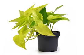 Image result for Epipremnum en casa