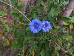 Image result for Bonamia