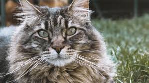 Feline miliary dermatitis is not a diagnosis. General Information About Allergies And Cats