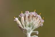 Image result for Plecostachys