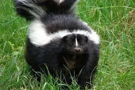 Animale exotice in categoria alte animale domestice. 7lucruri Ro È›i S A Luat De Caini È™i Pisici 7 Alternative Exotice De Animale De Companie 7lucruri Ro