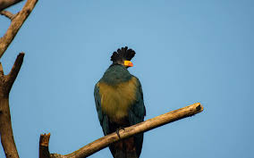 Image result for Entephria byssata