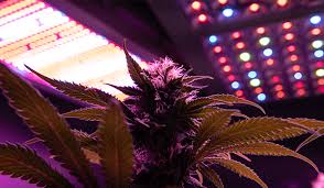 So in that way one plant will get around 500 to 1250 lumens from par led grow light. Zambezas Leitfaden Zu Beleuchtungsplanen Fur Autoflowering Cannabis