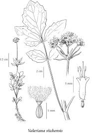 Image result for Valerianaceae