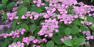 We did not find results for: Arbustes De Mi Ombre Un Tres Large Choix A Commander En Ligne