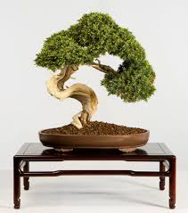 The National Bonsai Foundation (@NBFbonsai) / Posts / X