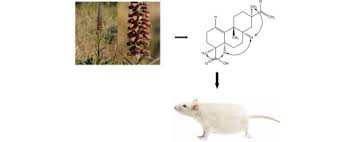 Image result for Eriocoelum microspermum