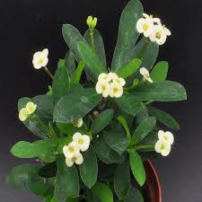Image result for Euphorbia memoralis