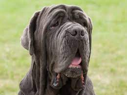 Después de todo 1 mes de verlos crecer y disfrutar de su desarrollo, aquí están algunos de ésta hermosa camada que nos roba suspiros, no dejan de sorprendernos 💓. Ein Starker Charakter Der Mastino Napoletano