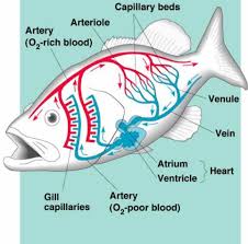 A fish's heart has four chambers but unlike human beings, the heart is not muscular. 2