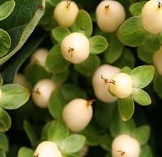 Over 1,200 vase fillers great selection & price free shipping on prime eligible orders. Buy Bulk Cream White Hypericum Berries Flowers For Sale Flowers For Sale Hypericum Berries Red Wedding Flowers