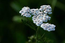 Maybe you would like to learn more about one of these? 30 Plantes Medicinales A Mettre Dans Son Jardin Pour Se Soigner