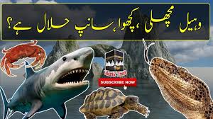 Is it allowed in islam? Crabs Snakes Whale Sharks Are Halaal In Islam By Eningeer Muhammad Ali Mirza 2018 Youtube