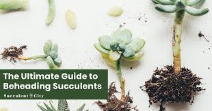 Succulent growing long stem with flowers. The Ultimate Guide To Beheading Succulents