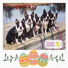 Ears rabbit egg happy easter decoration eggs background. Showteam S Kennel Hundezucht Grums Gemeinde 226 Fotos Facebook