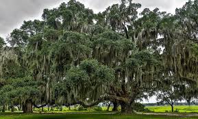 If you live in the deep south of america it should be easy to find one in the wild to take a cutting from. Eleven Facts You Need To Know About Spanish Moss Explore Beaufort Sc