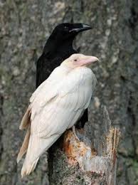 Black And White Raven Images Ravens Crows Ravens Crow White Raven