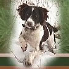 Its glossy coat is flat or wavy and. Upland Meadows English Springer Spaniels Facebook