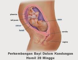 Di usia hamil 7 bulan, perkembangan otak bayi semakin pesat sehingga menyebabkan kepala janin membesar. Gambar Tumbuh Kembang Bayi Dalam Kandungan