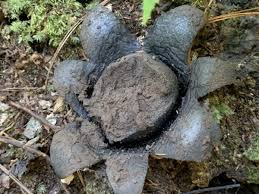 Image result for Scleroderma polyrhizon