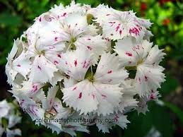 Sweet William Dianthus Barbatus Pictures Sweet William Flowers Dianthus Barbatus Sweet William
