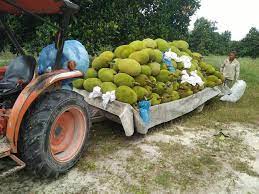 Rosyam se vio nuevamente envuelto en la polémica política de ambas divisiones donde su dignidad e incluso sus negocios. Ladang Nangka Madu Dan Durian Hery Haikal Agro Farm Facebook