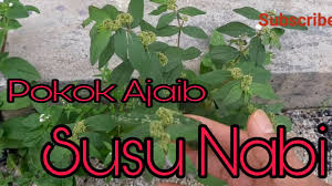 Abg budin nak share petua atau ubat untuk sakit gout. Pokok Herba Susu Nabi Boleh Merawat Penyakit Herba Herbasusunabi Aratanah Youtube