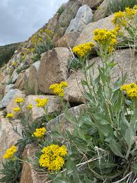 Image result for Senecio speciosus