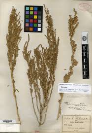 Image result for Suaeda plumosa