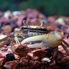 They prefer brackish water, but will tolerate fresh water, but not for very long. Fiddler Crab Tropical Crabs For Freshwater Aquariums