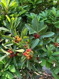 Image result for Myrica chimanimaniana