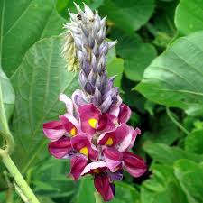 Image result for Pueraria