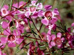 Waxflower Flower Facts Waxflower Flower Meaning Color Wax Flowers Flowers Flower Meanings