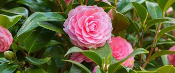 How To Grow Camellias Perennial Garden Plans Camellia Shade Shrubs