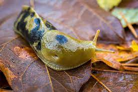 Animals Found Only In The Pacific Northwest Animals Pacific Northwest Slugs