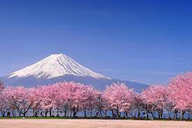 This is why japanese people have special feelings for the cherry blossoms. Japanese Cherry Blossom 12 Unusual Things You Should Know