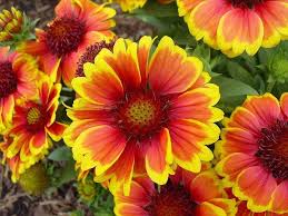 Gaillardia Blanket Flower Plant Care Guide And Varieties Planting Flowers Plants Indian Blanket Flower