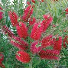 We did not find results for: Bottlebrush Plant Callistemon Citrinus